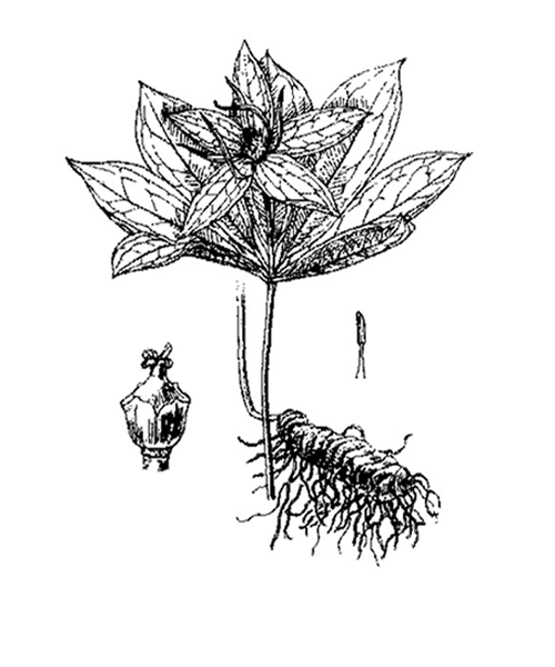 Natural compounds from  Paris polyphylla var. yunnanensis